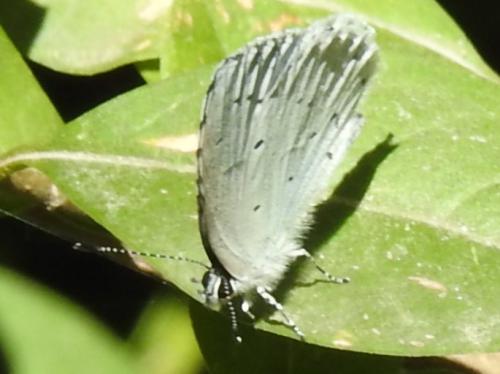 Réf. 221 436 : Celastrina argiolus